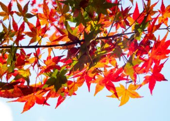 FALL EVENT LINEUP 1